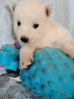 Polar, a male Siberian Husky for sale in Plymouth, IL – 4 of 4