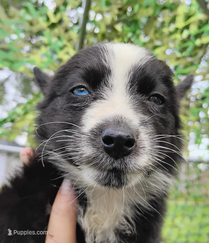 Lillis – Siberian Husky puppy for sale in Plymouth, IL