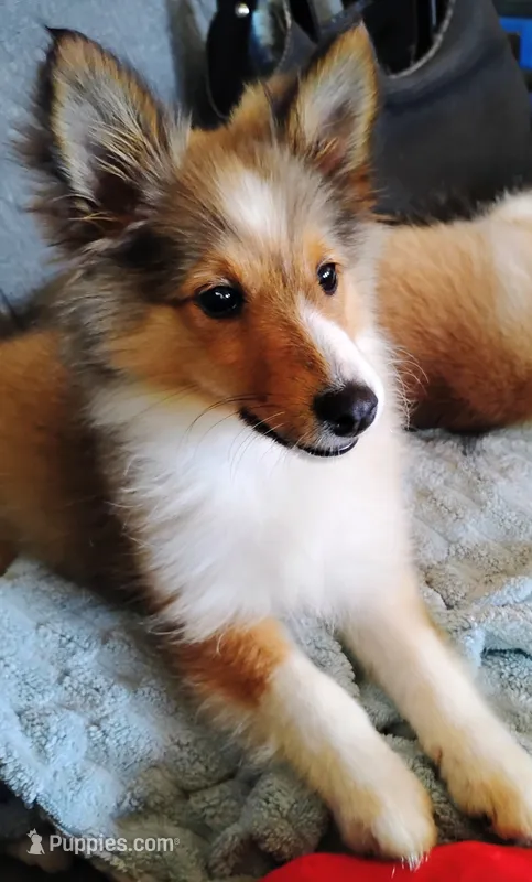 AKC/CKC Hope – Shetland Sheepdog puppy for sale in Plymouth, IL