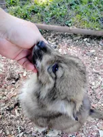 Mini Grizz, a male Shetland Sheepdog and Siberian Husky for sale in Plymouth, IL – 3 of 3