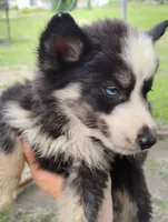 Lorelle, a female Siberian Husky for sale in Plymouth, IL – 5 of 7