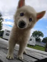 Polar, a male Siberian Husky for sale in Plymouth, IL – 1 of 4
