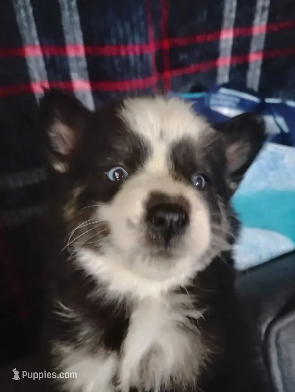 Lorelle – Siberian Husky puppy for sale in Plymouth, IL