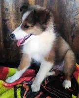 AKC/CKC Teddy, a male Shetland Sheepdog for sale in Plymouth, IL – 2 of 4
