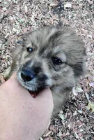 Mini Grizz, a male Shetland Sheepdog and Siberian Husky for sale in Plymouth, IL – 2 of 3