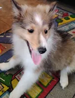 AKC/CKC Hope, a female Shetland Sheepdog for sale in Plymouth, IL – 2 of 4