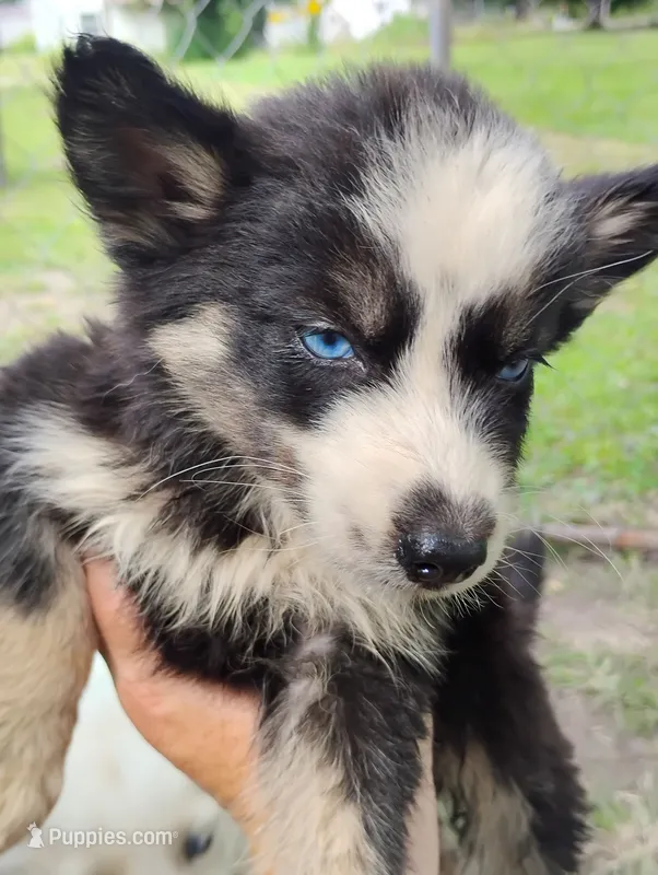 Lorelle – Siberian Husky puppy for sale in Plymouth, IL