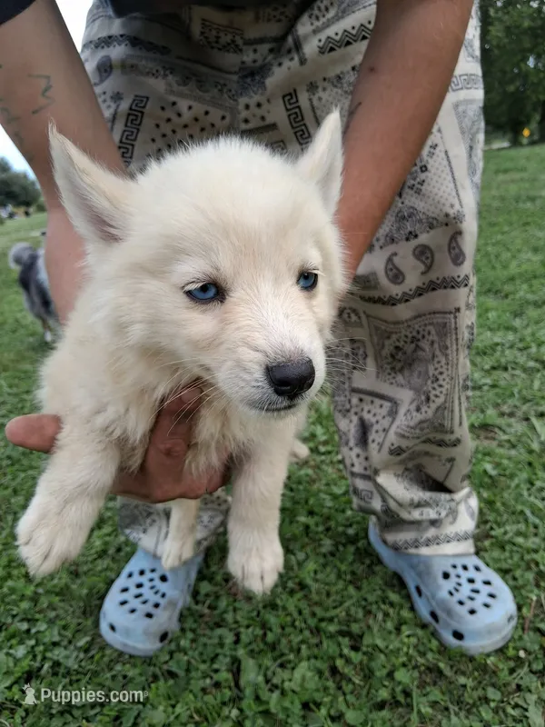 Vanilla – Siberian Husky puppy for sale in Plymouth, IL