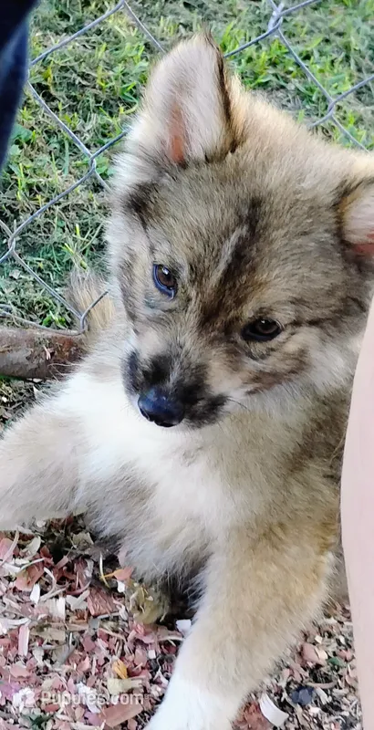 Mini Grizz – Shetland Sheepdog, Siberian Husky puppy for sale in Plymouth, IL