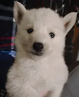 Polar, a male Siberian Husky for sale in Plymouth, IL – 3 of 4