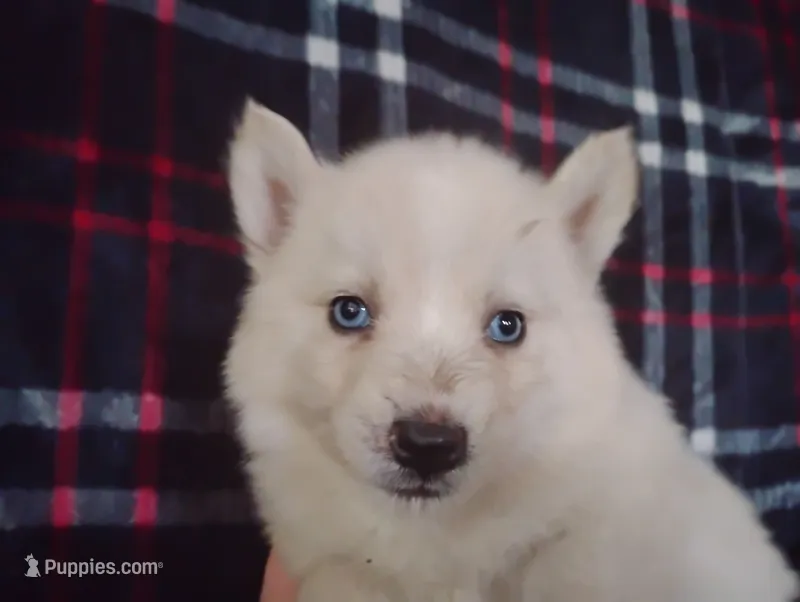 Vanilla – Siberian Husky puppy for sale in Plymouth, IL