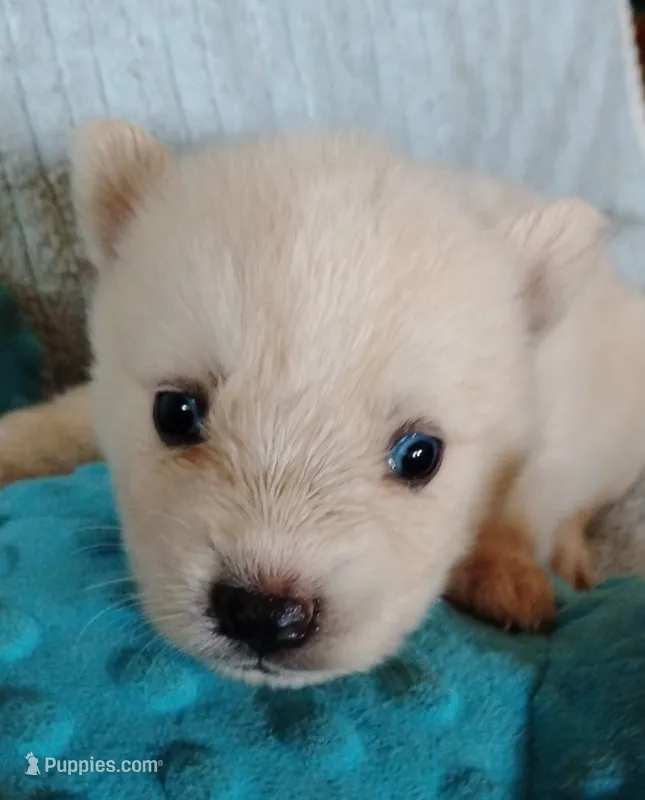 Vanilla – Siberian Husky puppy for sale in Plymouth, IL