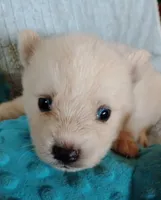 Vanilla, a female Siberian Husky for sale in Plymouth, IL – 1 of 1