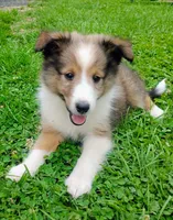 AKC/CKC Teddy, a male Shetland Sheepdog for sale in Plymouth, IL – 3 of 4