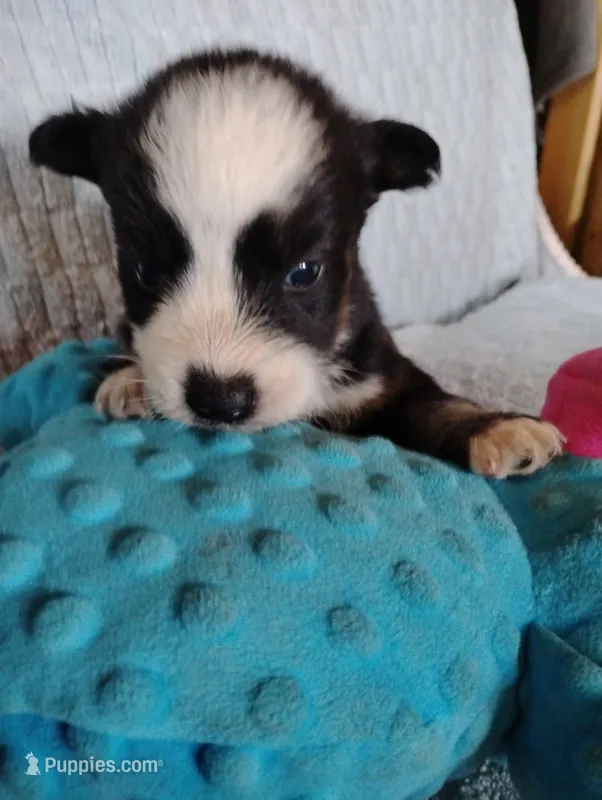 Lorelle – Siberian Husky puppy for sale in Plymouth, IL