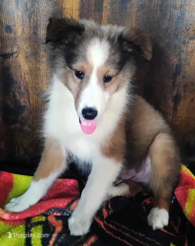 AKC/CKC Teddy – Shetland Sheepdog puppy for sale in Plymouth, IL