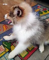 AKC/CKC Hope, a female Shetland Sheepdog for sale in Plymouth, IL – 3 of 4