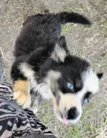 Lorelle, a female Siberian Husky for sale in Plymouth, IL – 2 of 7