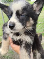 Lorelle, a female Siberian Husky for sale in Plymouth, IL – 4 of 7
