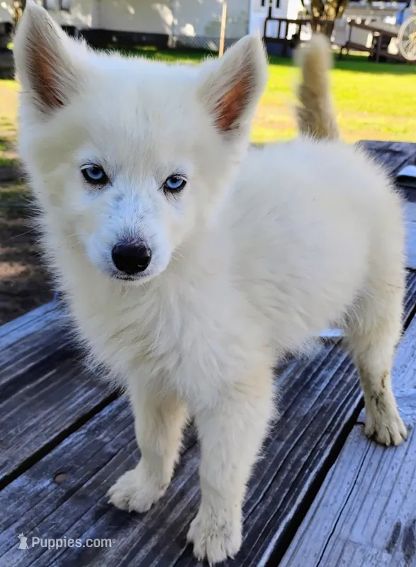 Polar – Siberian Husky puppy on hold in Plymouth, IL