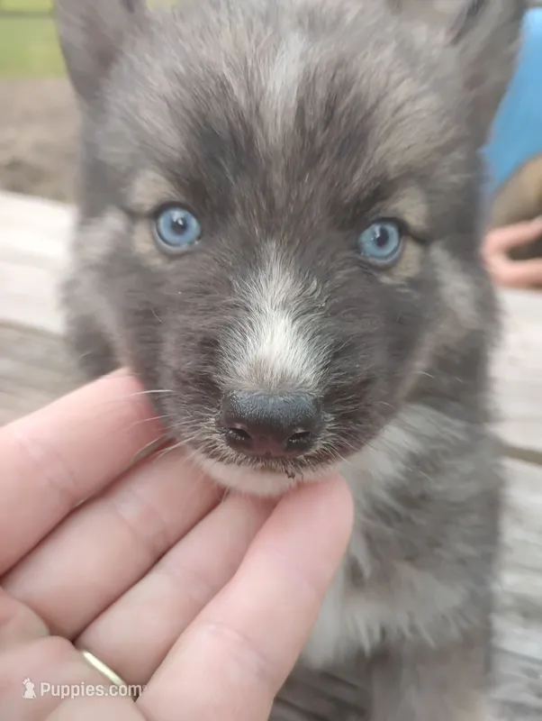 Tyr – Siberian Husky puppy for sale in Plymouth, IL