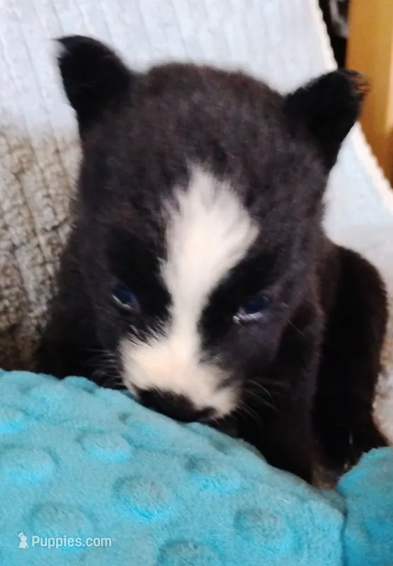 Lillis – Siberian Husky puppy for sale in Plymouth, IL