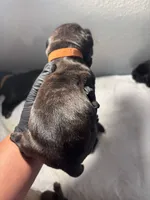 Orange, a male Cane Corso for sale in Castro Valley, CA – 2 of 7