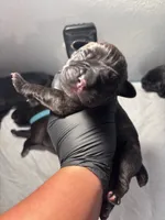 Orange, a male Cane Corso for sale in Castro Valley, CA – 4 of 7