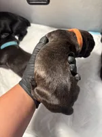 Orange, a male Cane Corso for sale in Castro Valley, CA – 6 of 7