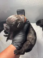 Orange, a male Cane Corso for sale in Castro Valley, CA – 3 of 7