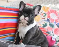 Bobby Wasabi, a male French Bulldog for sale in Fair Grove, MO – 2 of 9