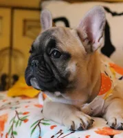 Lydia, a female French Bulldog for sale in Fair Grove, MO – Photo 4 of 4