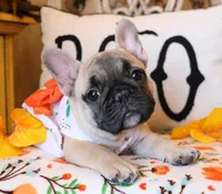 Lydia, a female French Bulldog for sale in Fair Grove, MO – Photo 1 of 4