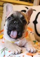 Lydia, a female French Bulldog for sale in Fair Grove, MO – Photo 3 of 4