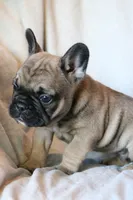 Wonton, a male French Bulldog for sale in Fair Grove, MO – 5 of 6