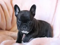 Sushi, a female French Bulldog for sale in Fair Grove, MO – 5 of 7