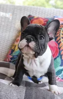 Bobby Wasabi, a male French Bulldog for sale in Fair Grove, MO – 4 of 9
