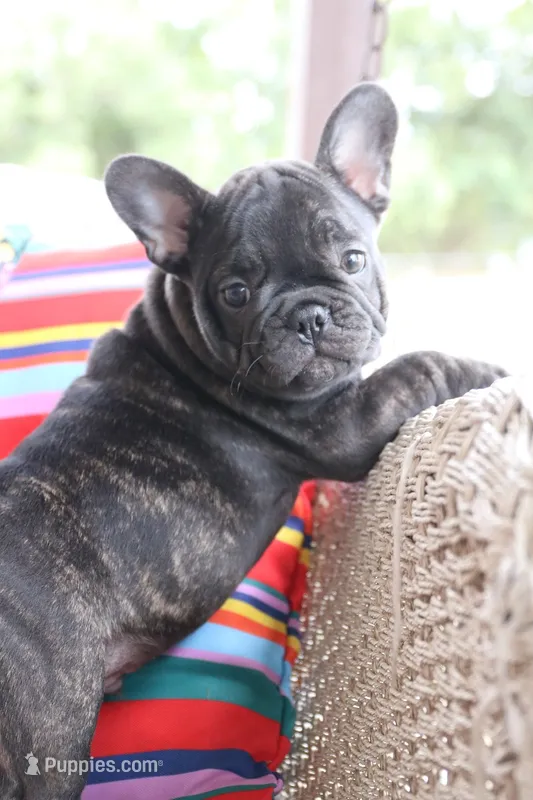 Moo Shu – French Bulldog puppy for sale in Fair Grove, MO