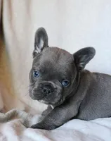 Chop Stix (Dumplin), a male French Bulldog for sale in Fair Grove, MO – 4 of 5