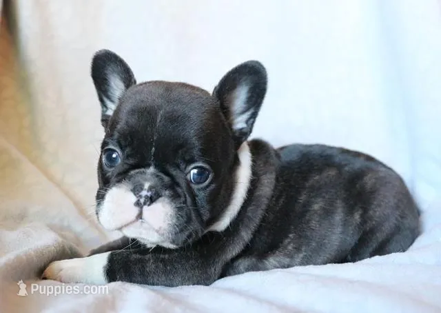 Bobby Wasibi – French Bulldog puppy for sale in Fair Grove, MO