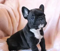 Sushi, a female French Bulldog for sale in Fair Grove, MO – 6 of 7