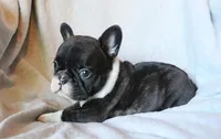 Bobby Wasibi, a male French Bulldog for sale in Fair Grove, MO – 4 of 7