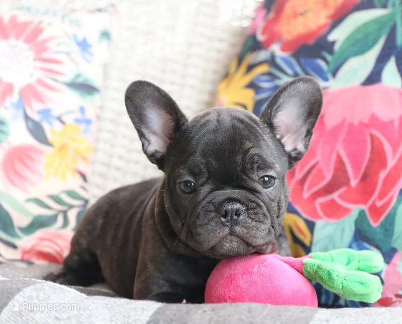 Moo Shu – French Bulldog puppy for sale in Fair Grove, MO