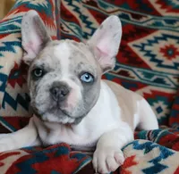 Johnny, a male French Bulldog for sale in Fair Grove, MO – 2 of 9