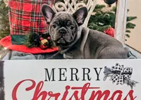 Ralphie, a male French Bulldog for sale in Fair Grove, MO – Photo 1 of 8