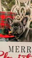 Ralphie, a male French Bulldog for sale in Fair Grove, MO – Photo 5 of 8