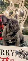 Ralphie, a male French Bulldog for sale in Fair Grove, MO – Photo 2 of 8