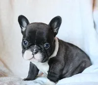 Bobby Wasibi, a male French Bulldog for sale in Fair Grove, MO – 3 of 7