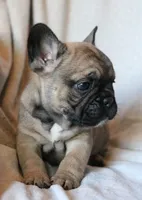 Wonton, a male French Bulldog for sale in Fair Grove, MO – 4 of 6