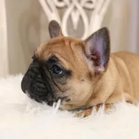 Blanche, a female French Bulldog for sale in Fair Grove, MO – Photo 3 of 6